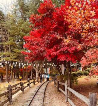Autumn scenery at Nami Island in South Korea